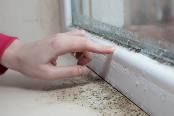 Best Black Mold Removal  in Las Vegas, NM
