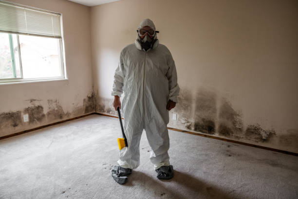 Environmental Consulting for Mold Prevention in Las Vegas, NM